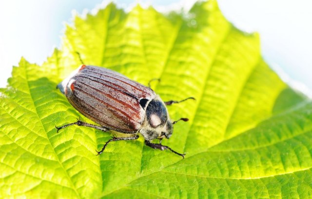 Naučnici pronašli način da pobede ambroziju i smanje broj alergičnih